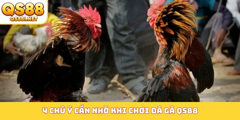4 chú ý cần nhớ khi chơi đá gà QS88