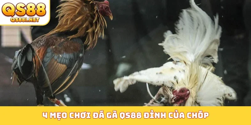 4 mẹo chơi đá gà QS88 đỉnh của chóp