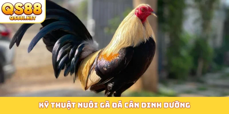 Kỹ thuật nuôi gà đá cân dinh dưỡng