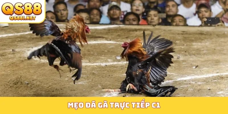 Đá gà trực tiếp C1, C2, C3, C4